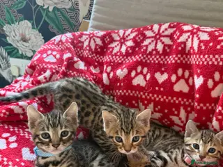 Bengal cats ONLY FOUR Stunning✨GLITTER Coat✨Bengal kittens - Advert 1