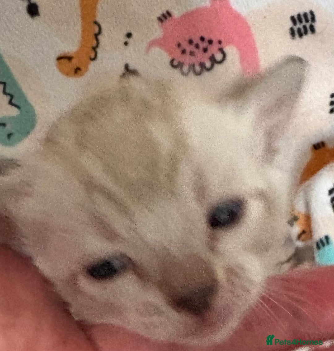 Bengal cats for sale: Stunning Tica reg Bengal kittens  - Advert 3