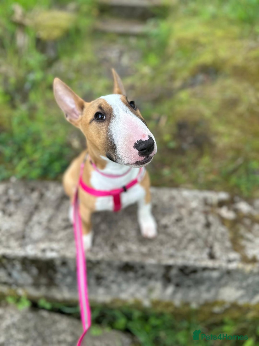 English Bull Terrier dogs for sale: English Bull Terrier Puppy  - Image 4