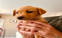 Labrador Retriever dogs for sale: Ready now!! Amazing red fox Labrador puppies  - Image 16