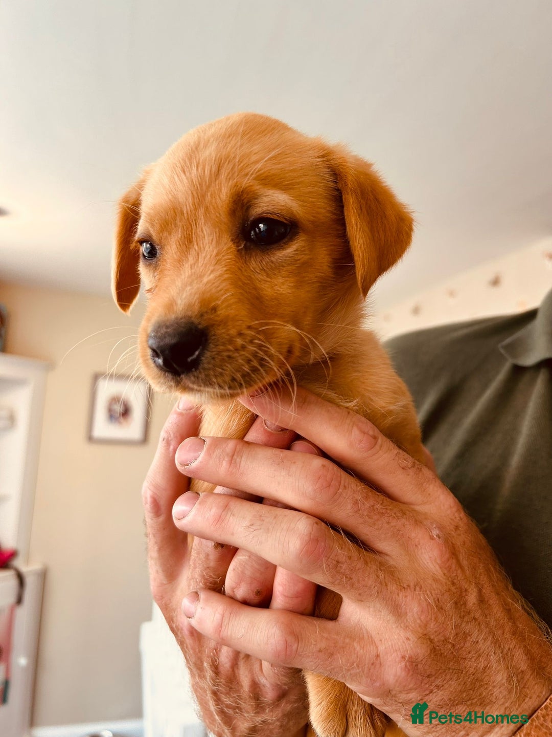 Labrador Retriever dogs for sale: Ready now!! Amazing red fox Labrador puppies  - Image 16
