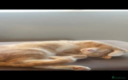 Mixed Breed cats for sale: Beautiful female young cat  - Image 3