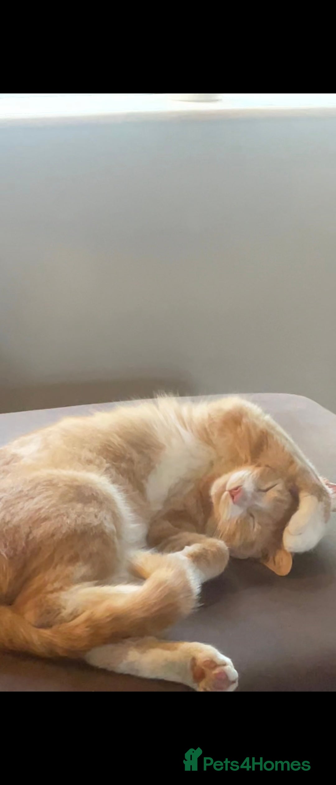 Mixed Breed cats for sale: Beautiful female young cat  - Image 3
