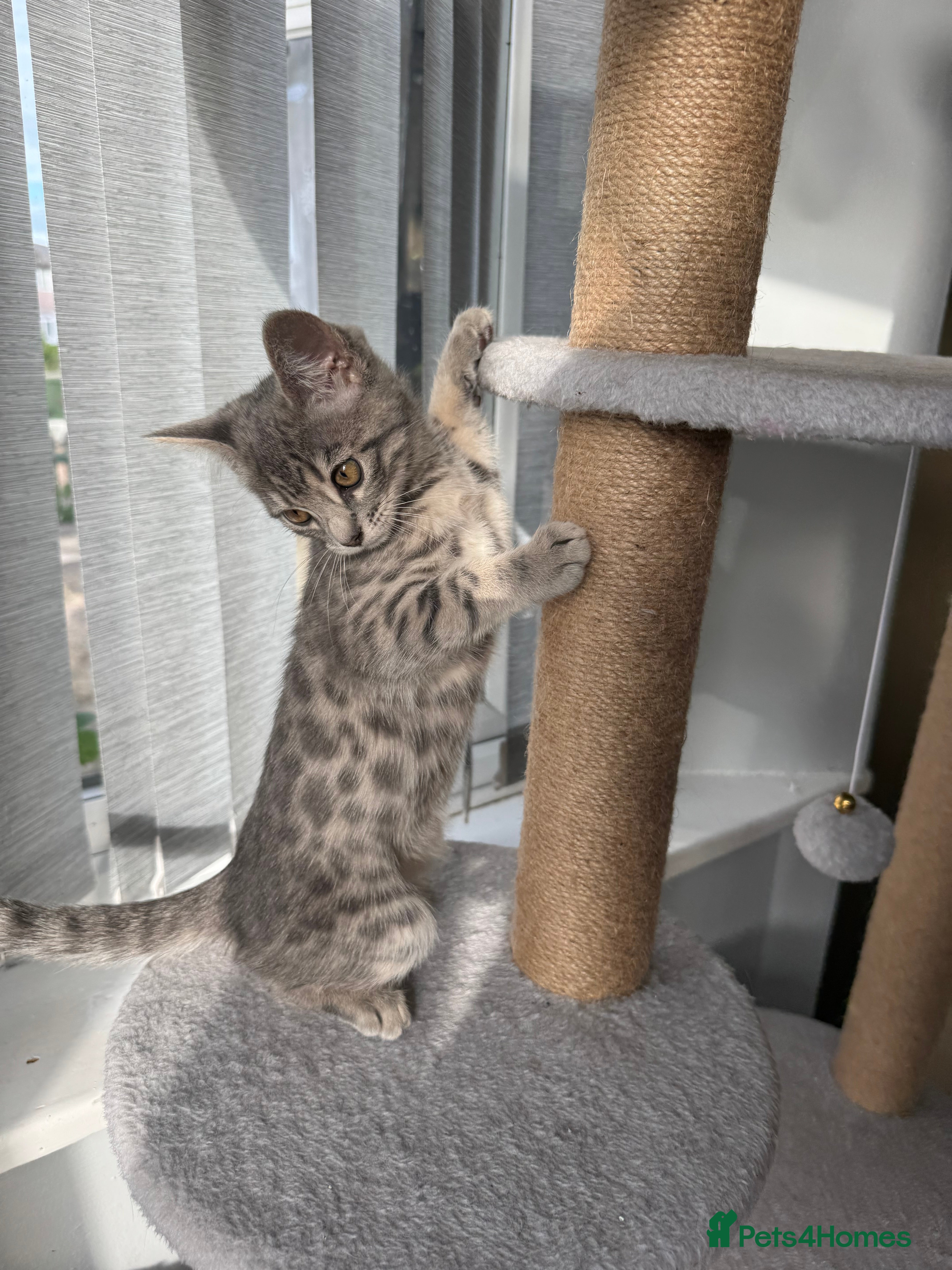 Bengal cats 3/4 blue bengal  kittens - Advert 2