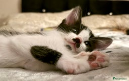 Mixed Breed cats for sale: 4 gorgeous tabby kittens - Image 5