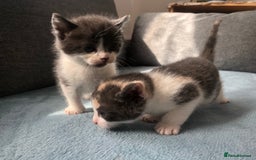Mixed Breed cats for sale: 5 kittens for sale - Advert 20