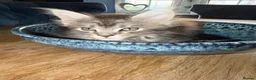 Maine Coon cats for sale: Beautiful Mainecoon kittens ready for loving homes in Rochdale - Advert 5