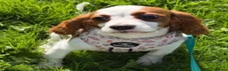 Cavalier King Charles Spaniel dogs for sale: DNA CAVALIER PUPPIES - Advert 5