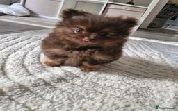 Pomeranian dogs for sale: 4 fluffy cute kc reg Pomeranian puppies  - Advert 7