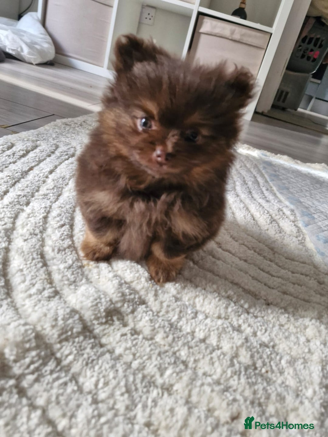 Pomeranian dogs for sale: 4 fluffy cute kc reg Pomeranian puppies  - Advert 7