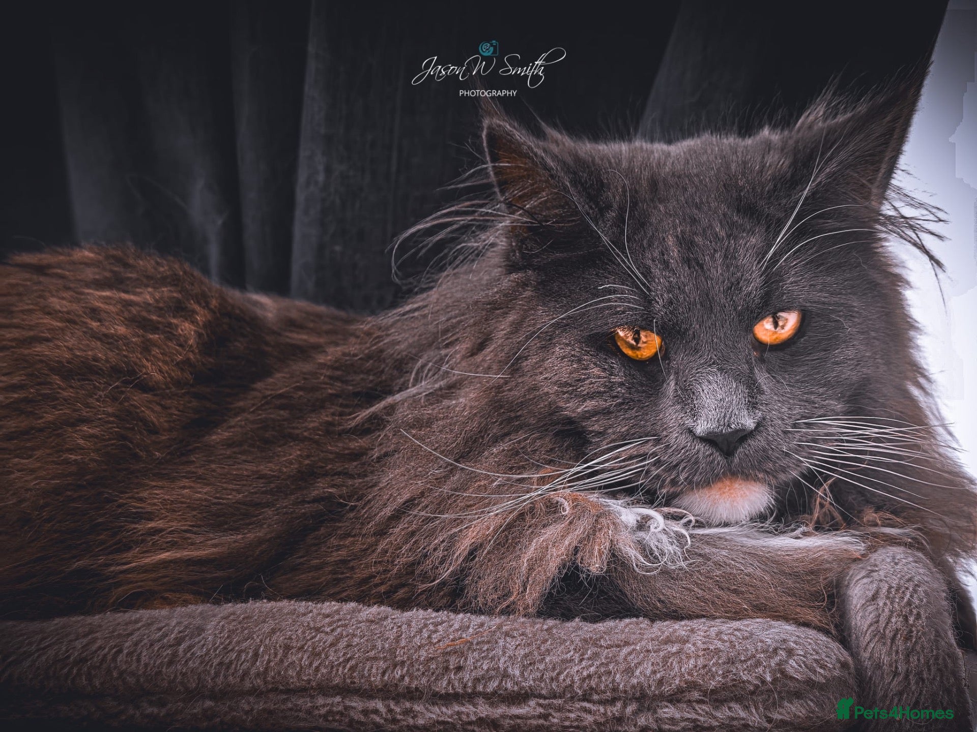 Maine Coon cats 🐱 STUD SERVICE – MR CROWLEY 🐱 - Advert 1