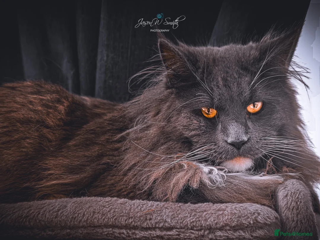 Maine Coon cats for stud: 🐱 STUD SERVICE – MR CROWLEY 🐱 - Advert 1