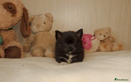 Pomsky dogs for sale: 5 tiny toy pomsky pups - Image 22