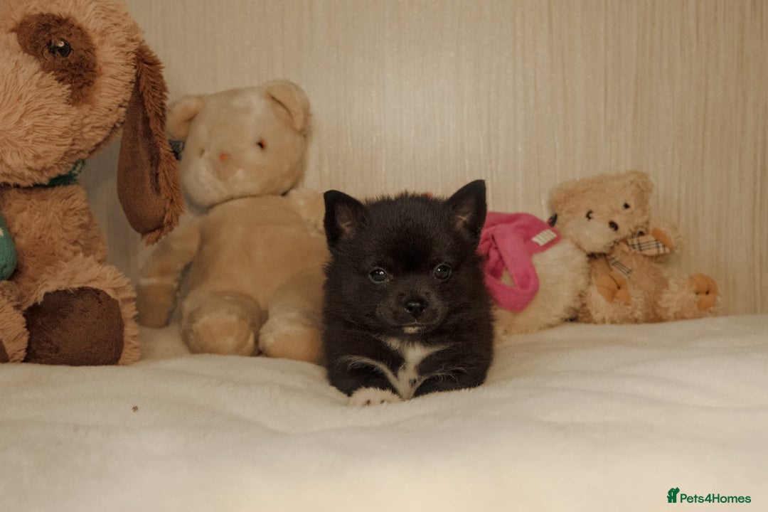 Pomsky dogs for sale: 5 tiny toy pomsky pups - Image 22