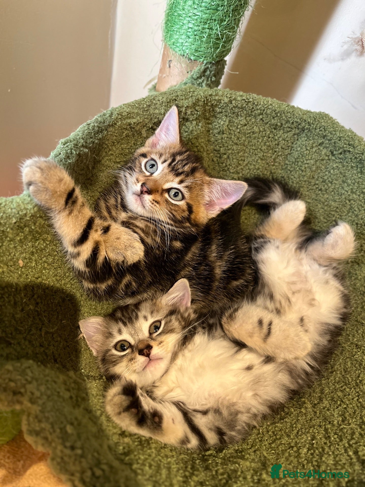Mixed Breed cats Spiral tabby kittens 😍 - Advert 2
