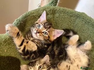 Mixed Breed cats Spiral tabby kittens 😍 - Advert 2