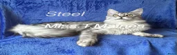 Maine Coon cats for sale: Maine Coon boys in London - Advert 8