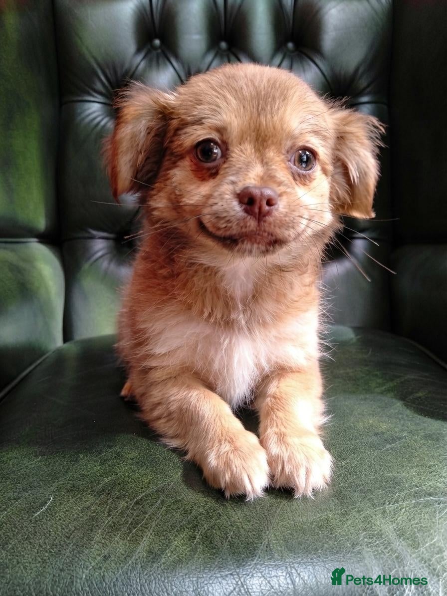 Chihuahua dogs Chihuahua Boy - Ready for loving home - Advert 8