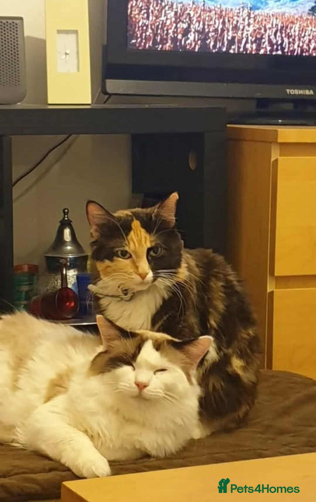 Mixed Breed cats for sale: Ragdoll mix - Advert 3