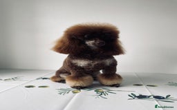 Toy Poodle dogs for stud: ***Kc chocolate phantom none fading *** in Retford - Image 10