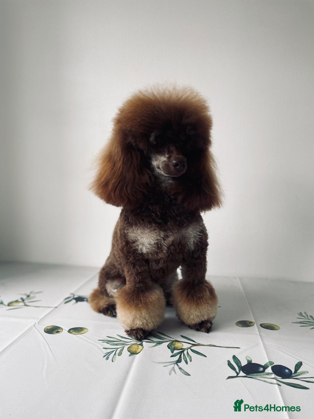 Toy Poodle dogs for stud: ***Kc chocolate phantom none fading *** in Retford - Image 10
