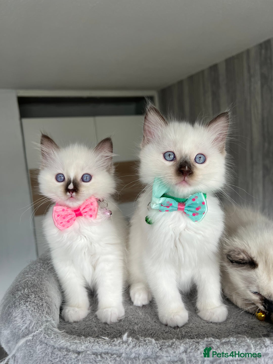 Ragdoll cats for sale: Registered Ragdoll kittens LAST GIRL HCM/PKD clear - Image 6