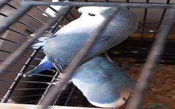 Parakeets birds for sale: A pair or parakeets  - Advert 1