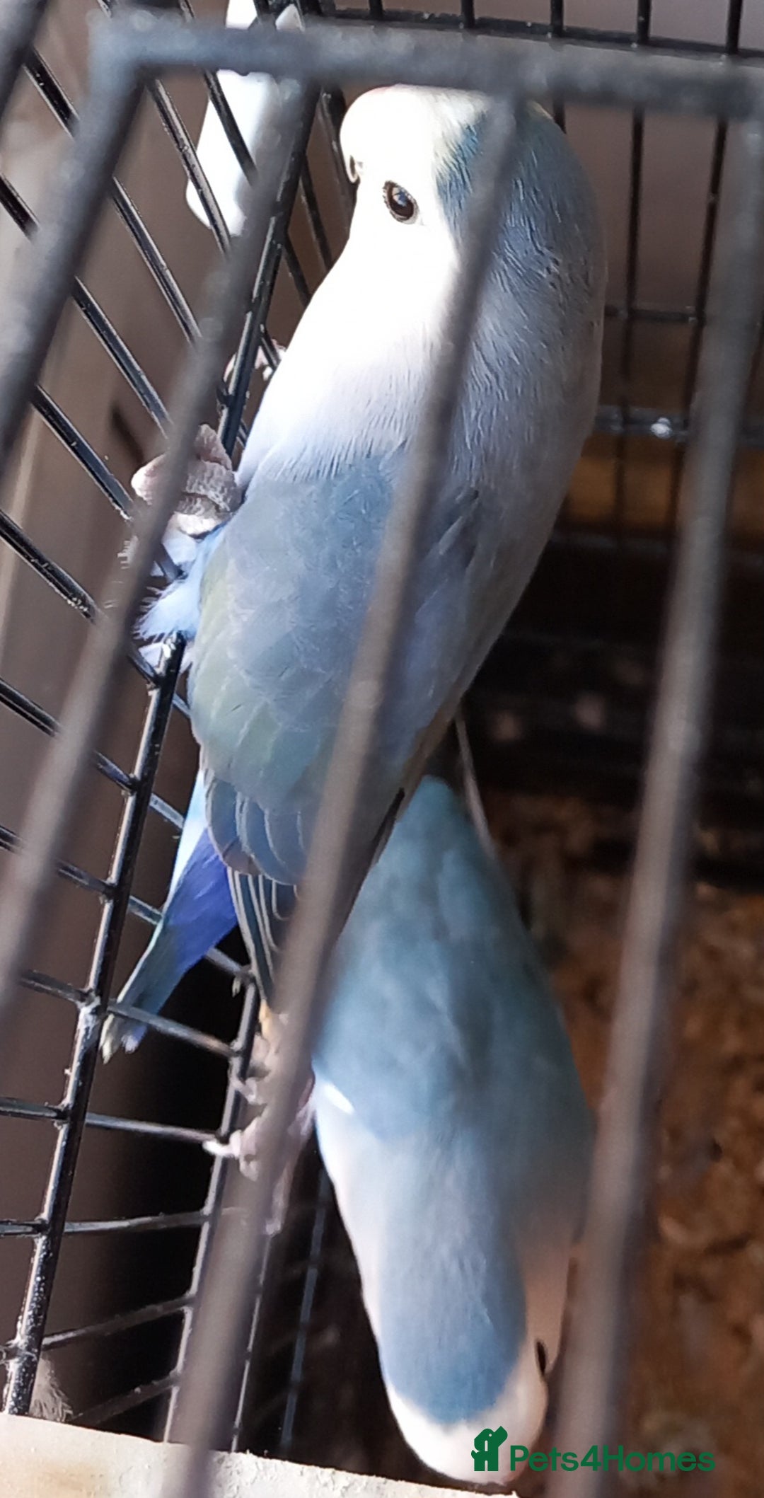 Parakeets birds for sale: A pair or parakeets  - Advert 1