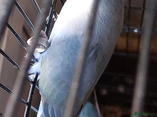 Parakeets birds for sale: A pair or parakeets - Advert 1