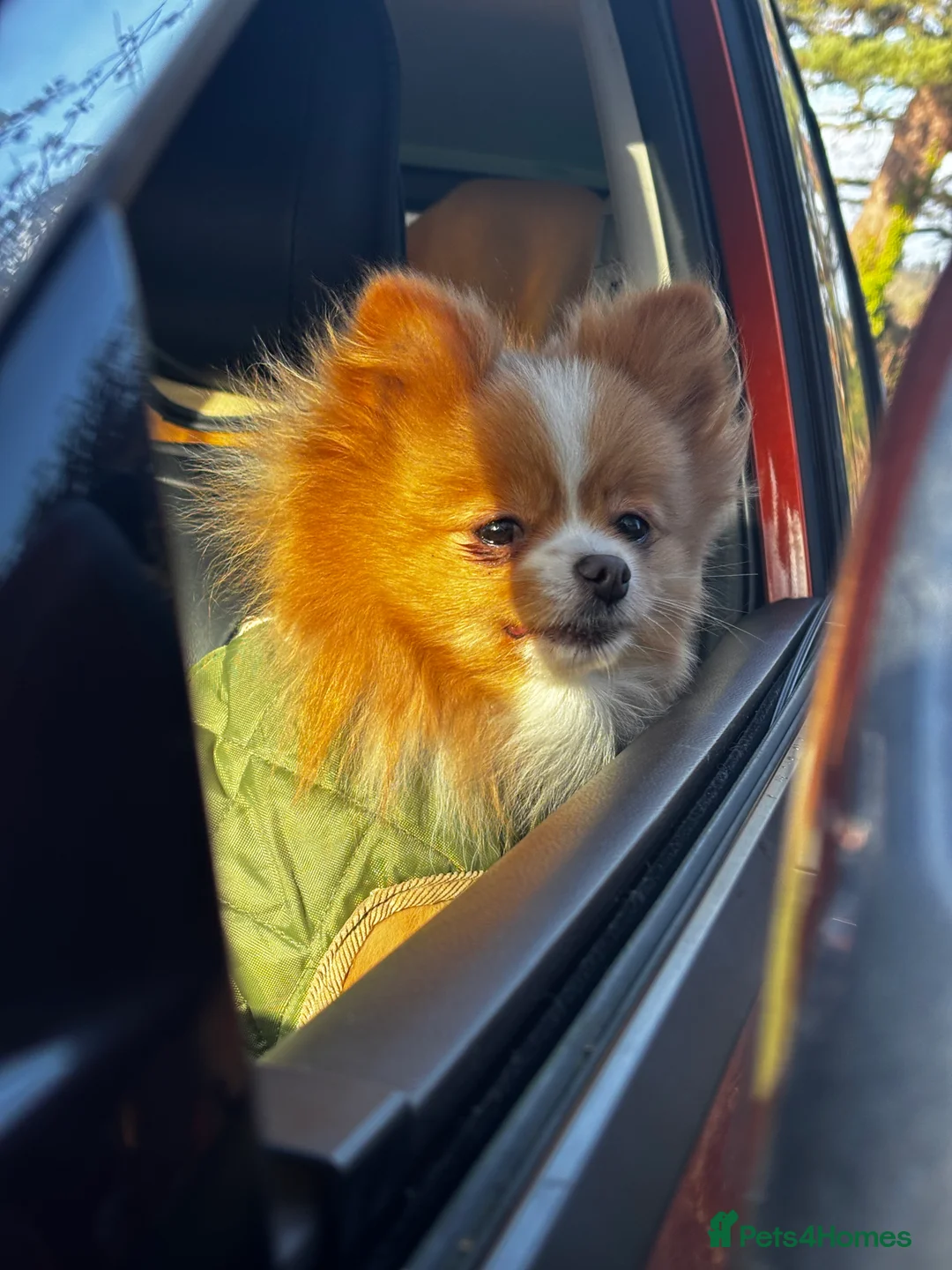 Pomeranian dogs for sale: KC Registered Orange Parti Female - Advert 2