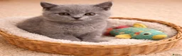 British Shorthair cats for sale: 🏆CHAMPION BLOODLINES🏆blue British shorthair. - Advert 2
