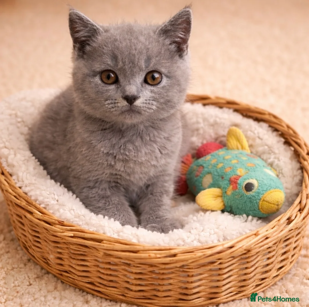British Shorthair cats for sale: 🏆CHAMPION BLOODLINES🏆blue British shorthair. - Advert 2