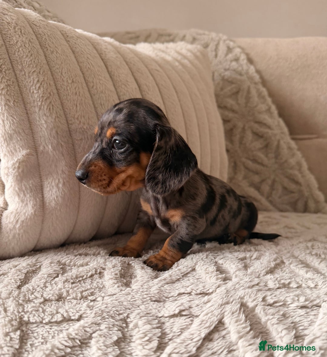 Miniature Dachshund dogs for stud: STUNNING PROVEN KC SILVER DAPPLE  - Advert 3