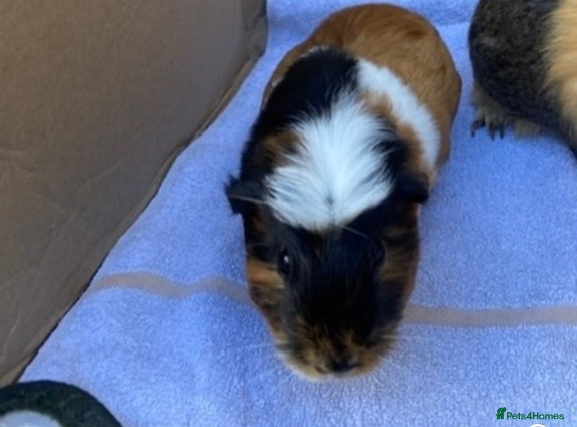 Guinea Pig rodents for sale: Guinea pigs  - Advert 1