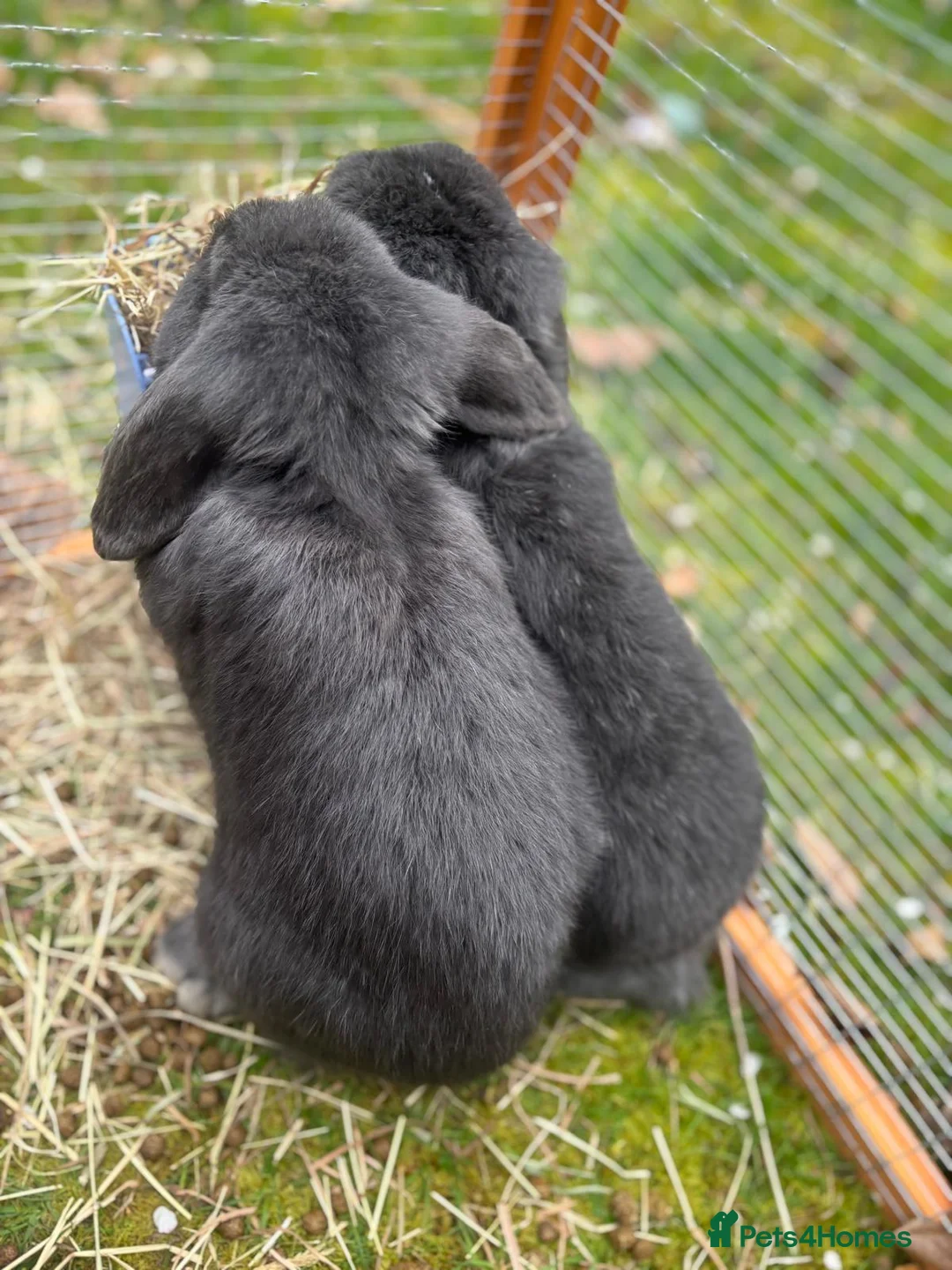 Mini Lop rabbits for sale: Stunning Blue Mini Lop Bunnies, Blue eyes,   - Advert 1