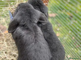 Mini Lop rabbits Stunning Blue Mini Lop Bunnies, Blue eyes, - Advert 1