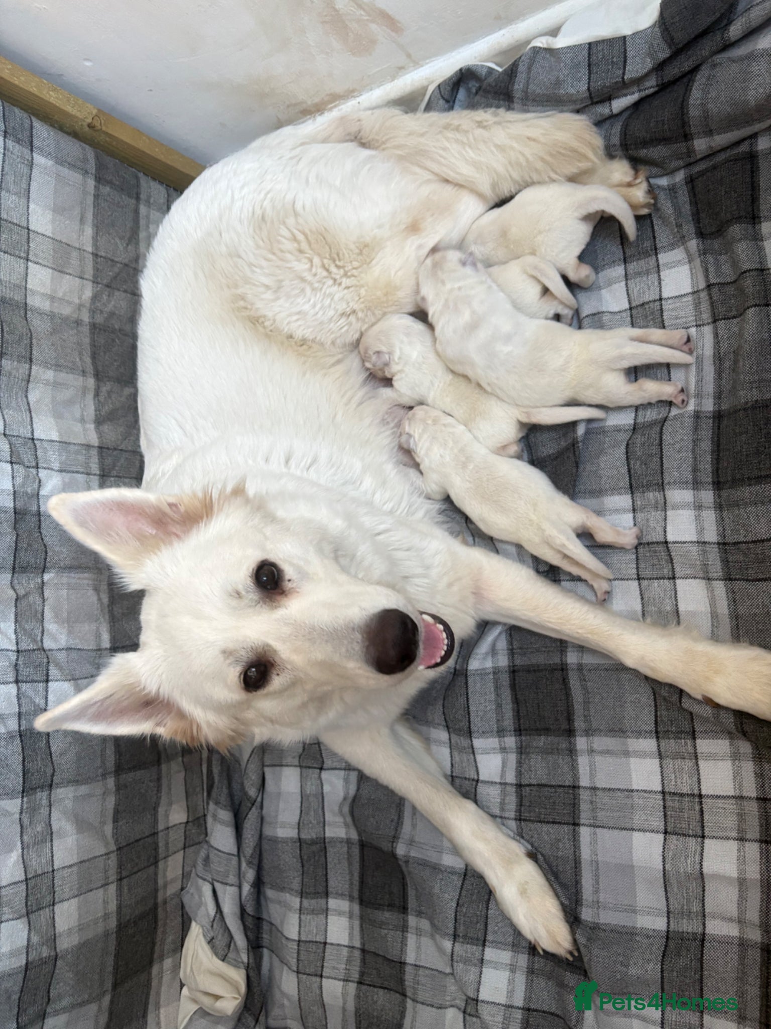 White Swiss Shepherd dogs Beautiful German Shepherd puppies kc reg - Advert 7