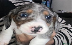 Dachshund dogs for sale: Stunning litter of Dachshund puppies  - Image 11