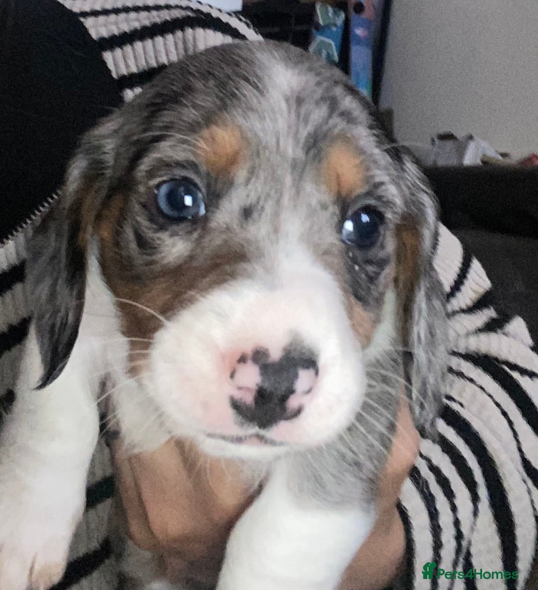 Dachshund dogs for sale: Stunning litter of Dachshund puppies  - Image 11