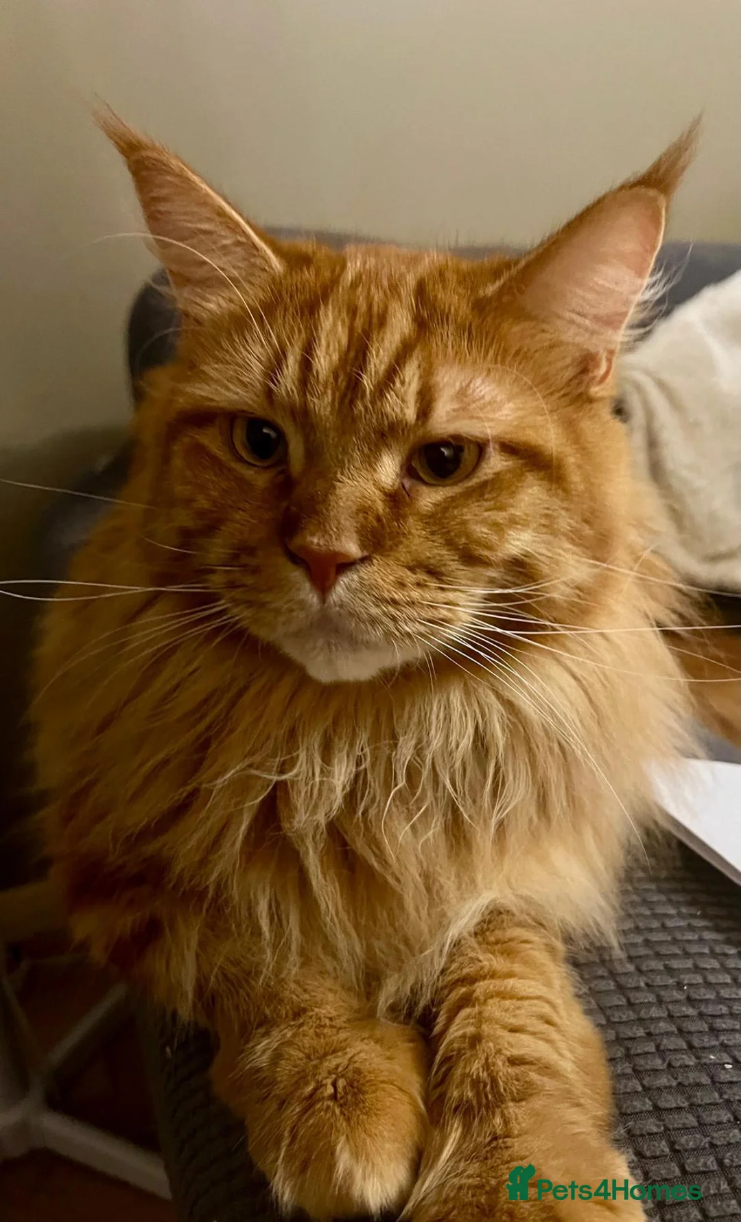 Maine Coon cats for sale: Maine coon - Advert 2