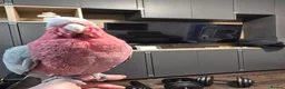 Parrots birds for sale: Galah Cockatoo Hand Reared  - Advert 5