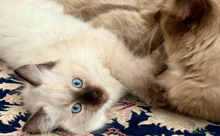 Ragdoll cats - Advert 16