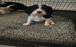 Cavapoo dogs for sale: Cavapoo puppies available for sale - Image 1