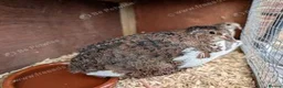 Chickens poultry for sale: Pekin Bantam & Quail chicks - Advert 11