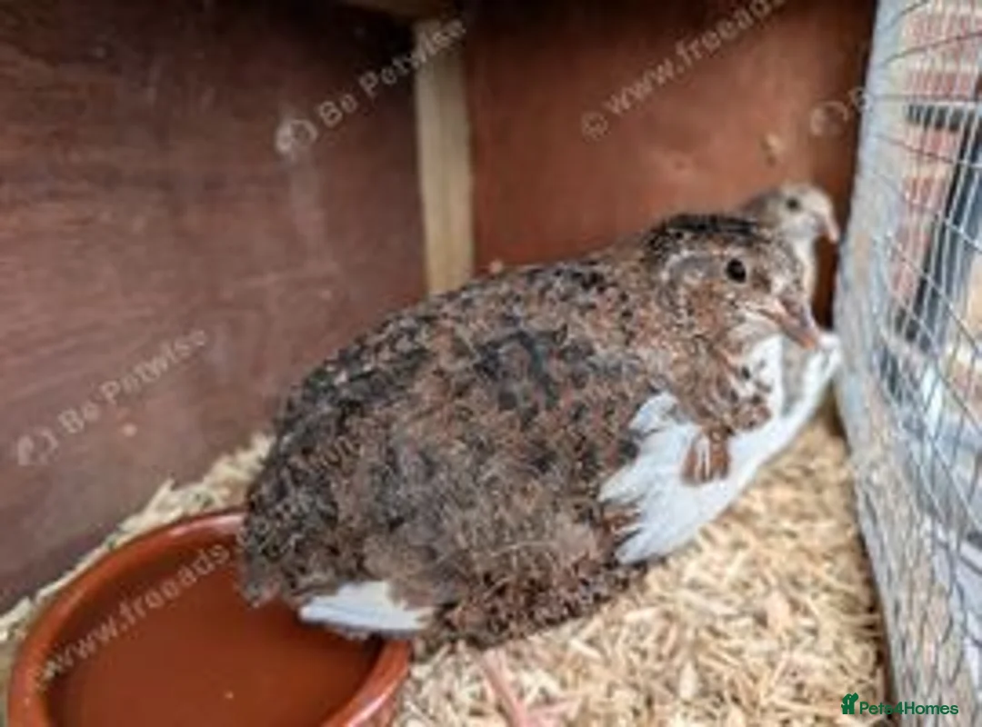 Chickens poultry for sale: Pekin Bantam & Quail chicks - Advert 11