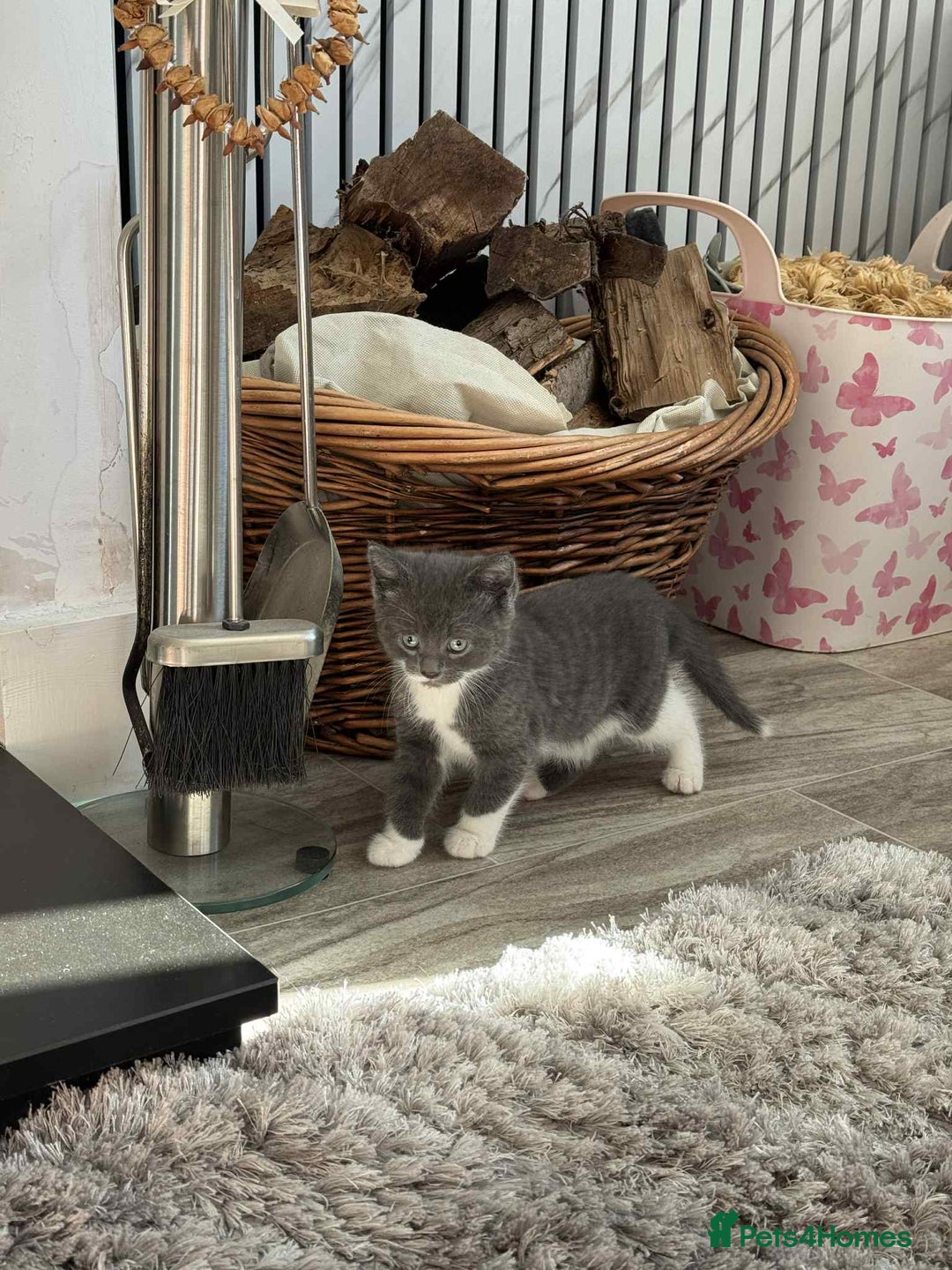 Persian cats for sale: Persian x kittens  - Image 9