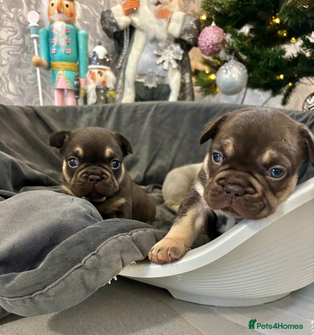 French Bulldog dogs for sale: 🤎🐻 Beautiful Quality Baby Dogs 🐻🤎 - Advert 5