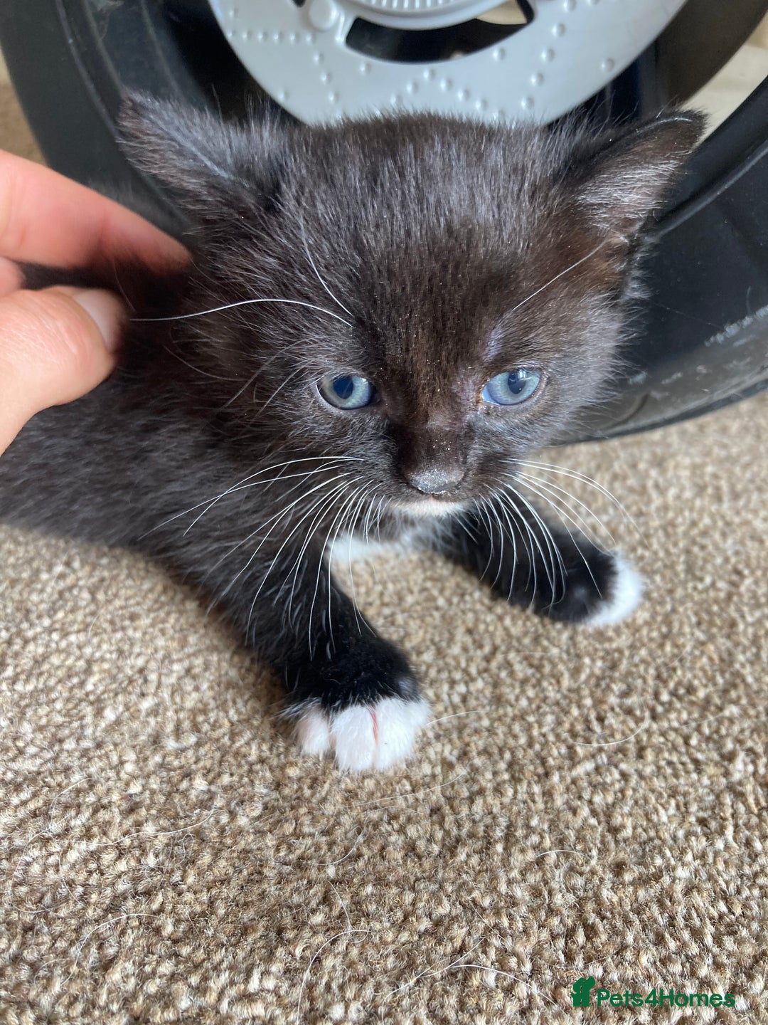 Maine Coon cats for sale: Maine coon x  - Image 2