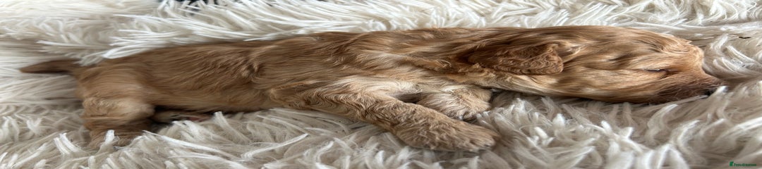 Cavapoo Puppy 3