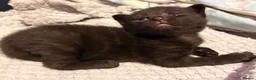 Mixed Breed cats for sale: Kittens for sale in Rotherham - Advert 5